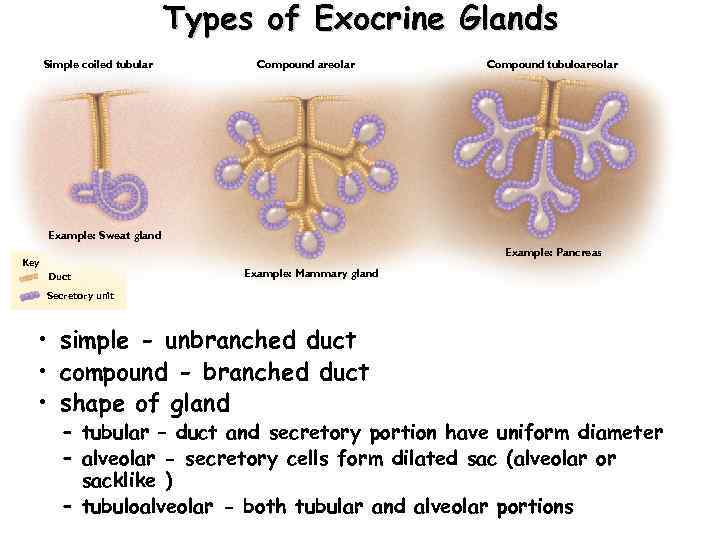 Types of Exocrine Glands Simple coiled tubular Compound areolar Compound tubuloareolar Example: Sweat gland
