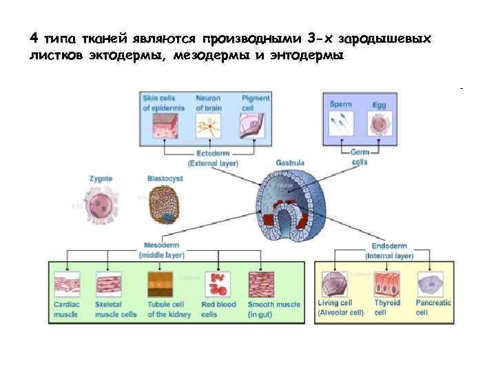 4 типа тканей являются производными 3 -х зародышевых листков эктодермы, мезодермы и энтодермы 