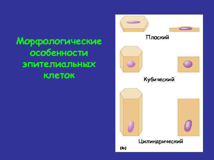 Морфологические особенности эпителиальных клеток Плоский Кубический Цилиндрический 