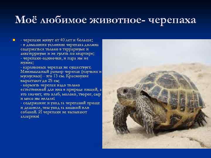 Черепаха сообщение 8 класс. Информация о черепахе. Рассказ о черепахе. Доклад про черепаху. Рассказ о животном о черепахи.