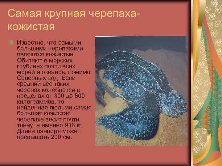 Самая крупная черепаха- кожистая Известно, что самыми большими черепахами являются кожистые. Обитают в морских