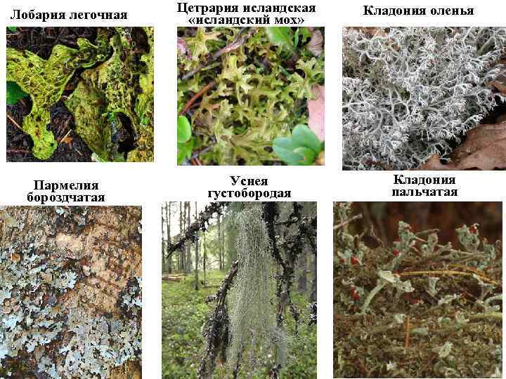 Лобария легочная Цетрария исландская «исландский мох» Пармелия бороздчатая Уснея густобородая Кладония оленья Кладония пальчатая
