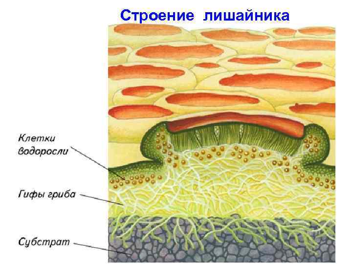 Строение лишайника рисунок 7 класс с подписями