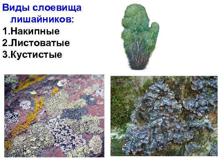 Виды слоевища лишайников: 1. Накипные 2. Листоватые 3. Кустистые 