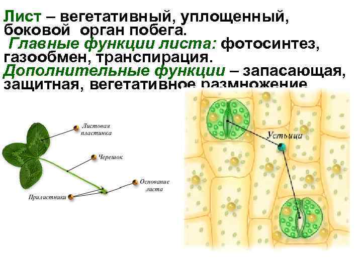 Фотосинтез транспирация. Дополнительные функции листа. Основные функции листа фотосинтез газообмен. Лист вегетативный орган. Лист боковой орган побега.