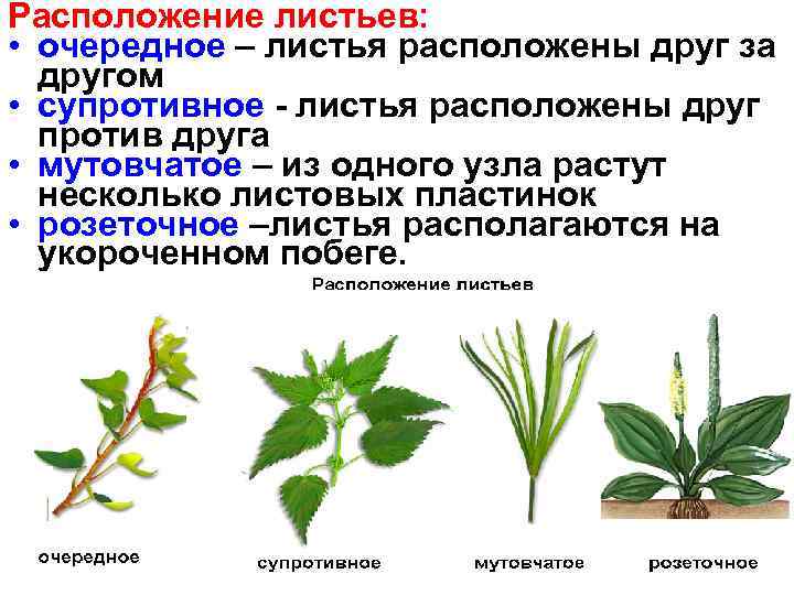 Определите тип листорасположения у растения на фотографии