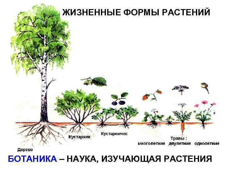 ЖИЗНЕННЫЕ ФОРМЫ РАСТЕНИЙ БОТАНИКА – НАУКА, ИЗУЧАЮЩАЯ РАСТЕНИЯ 