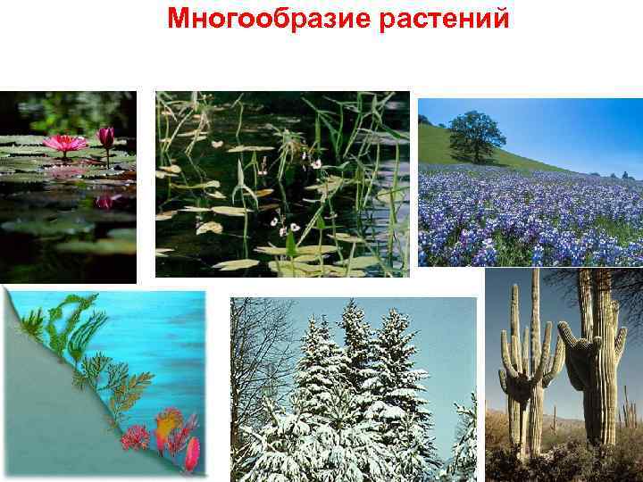 Многообразие растений 