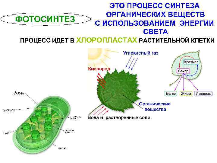 ЭТО ПРОЦЕСС СИНТЕЗА ОРГАНИЧЕСКИХ ВЕЩЕСТВ ФОТОСИНТЕЗ С ИСПОЛЬЗОВАНИЕМ ЭНЕРГИИ СВЕТА ПРОЦЕСС ИДЕТ В ХЛОРОПЛАСТАХ