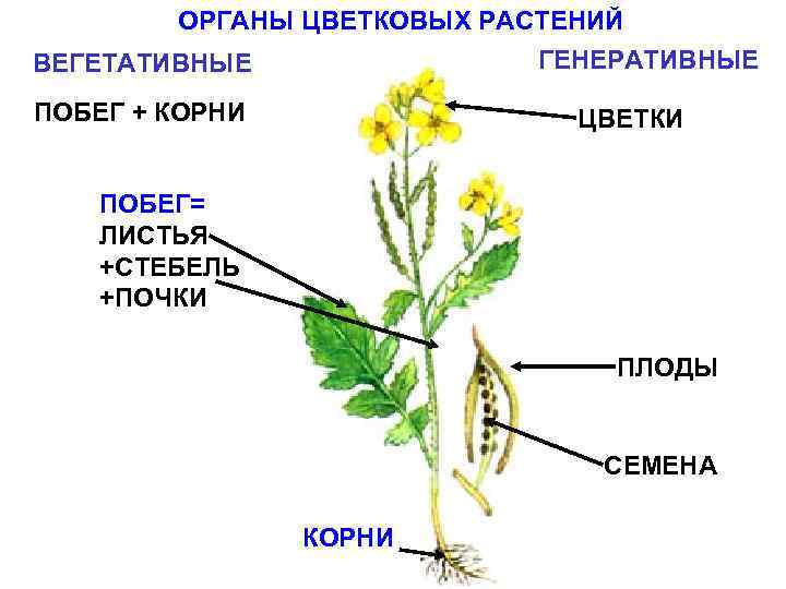 ОРГАНЫ ЦВЕТКОВЫХ РАСТЕНИЙ ГЕНЕРАТИВНЫЕ ВЕГЕТАТИВНЫЕ ПОБЕГ + КОРНИ ЦВЕТКИ ПОБЕГ= ЛИСТЬЯ +СТЕБЕЛЬ +ПОЧКИ ПЛОДЫ