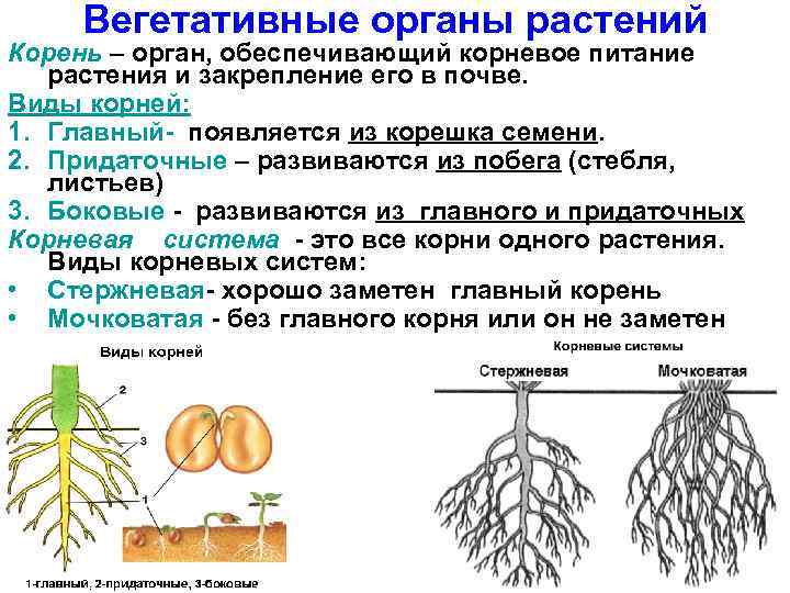 Вегетативные органы растений Корень – орган, обеспечивающий корневое питание растения и закрепление его в