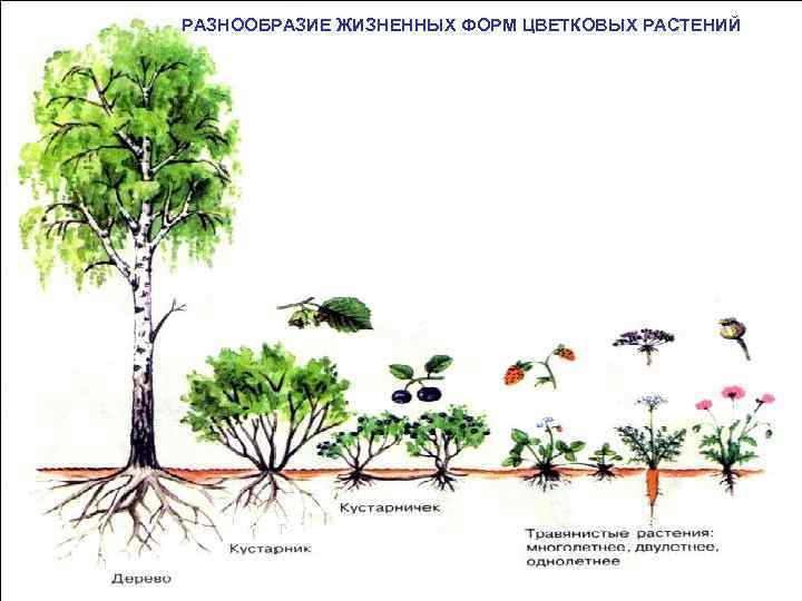 РАЗНООБРАЗИЕ ЖИЗНЕННЫХ ФОРМ ЦВЕТКОВЫХ РАСТЕНИЙ 