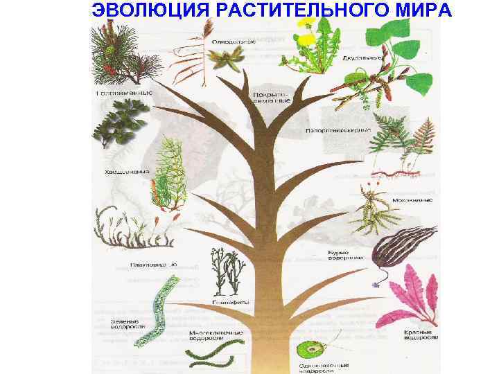 Схема развития растительного организма