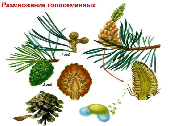 Размножение голосеменных 