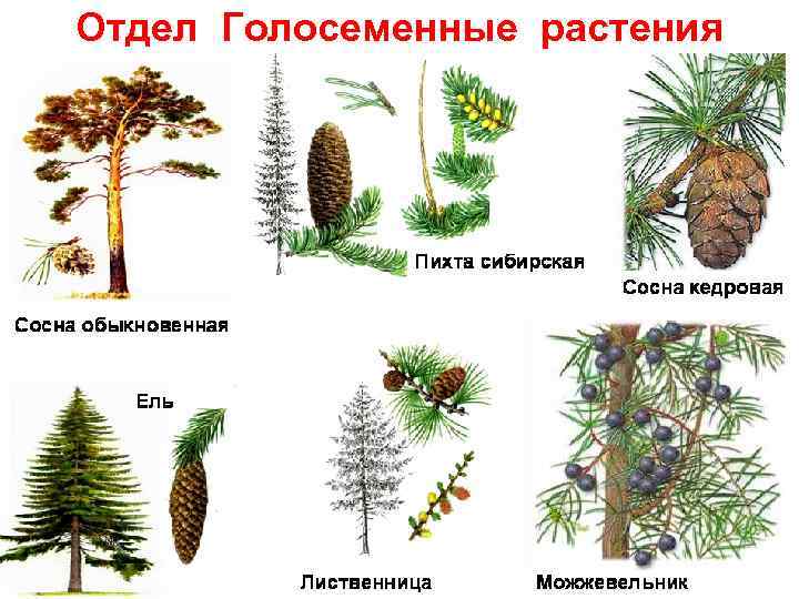 Отдел Голосеменные растения 