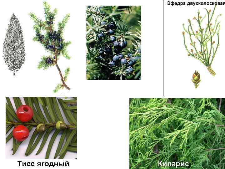 Тисс ягодный Кипарис 