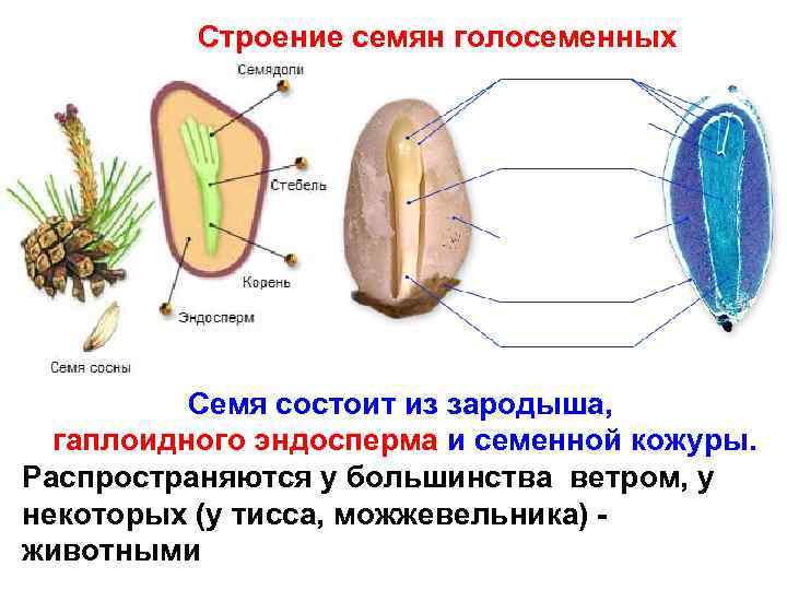 Строение семян голосеменных Семя состоит из зародыша, гаплоидного эндосперма и семенной кожуры. Распространяются у