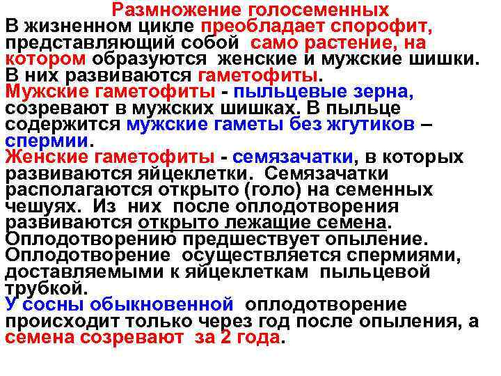 Размножение голосеменных В жизненном цикле преобладает спорофит, представляющий собой само растение, на котором образуются