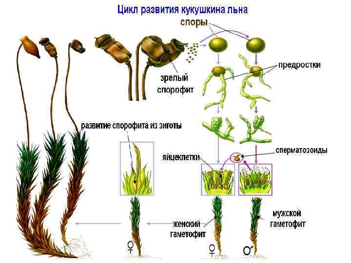 Рисунок первые растения на суше 5 класс