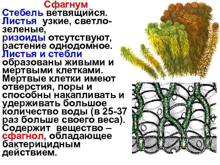 Сфагнум Стебель ветвящийся. Листья узкие, светлозеленые, ризоиды отсутствуют, растение однодомное. Листья и стебли образованы