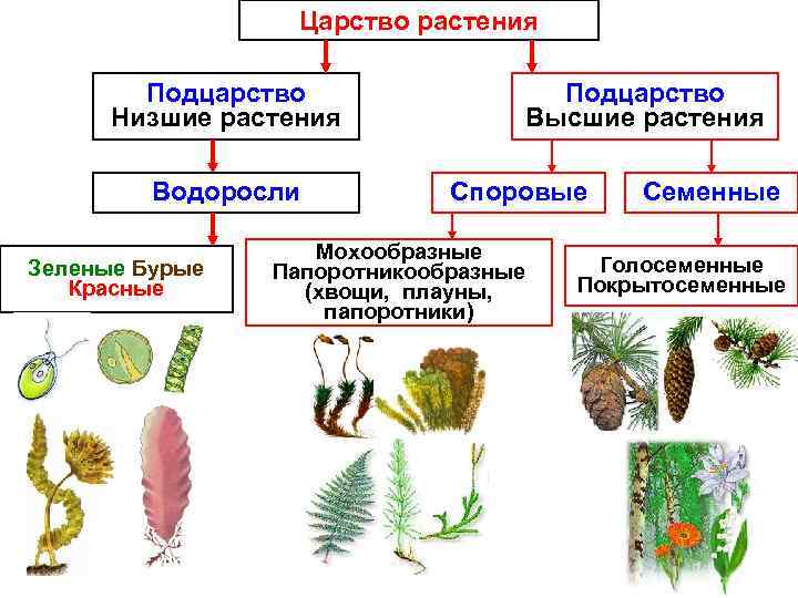 Царство растения Подцарство Низшие растения Водоросли Зеленые Бурые Красные Подцарство Высшие растения Споровые Мохообразные