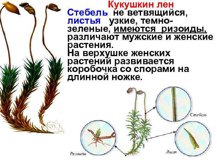 К какому классу относят растение корневая система которого показана на рисунке 1 сфагновые мхи