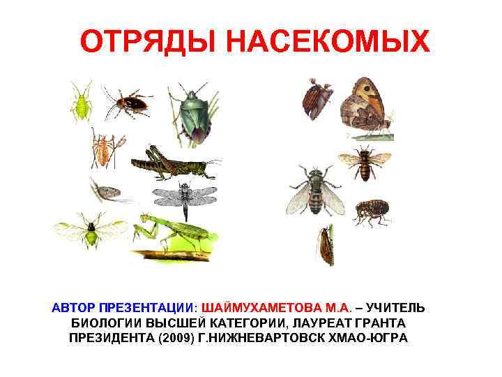ОТРЯДЫ НАСЕКОМЫХ АВТОР ПРЕЗЕНТАЦИИ: ШАЙМУХАМЕТОВА М. А. – УЧИТЕЛЬ БИОЛОГИИ ВЫСШЕЙ КАТЕГОРИИ, ЛАУРЕАТ ГРАНТА