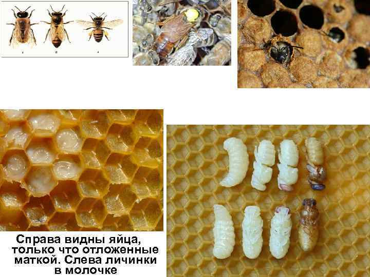 Справа видны яйца, только что отложенные маткой. Слева личинки в молочке 