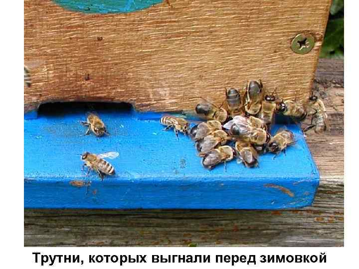 Трутни, которых выгнали перед зимовкой 