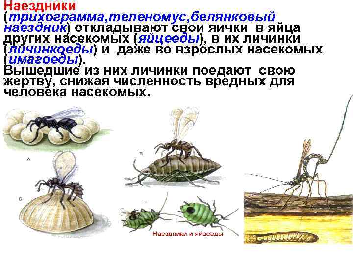 Наездники (трихограмма, теленомус, белянковый наездник) откладывают свои яички в яйца других насекомых (яйцееды), в