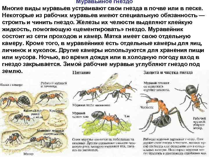 Муравьиное гнездо Многие виды муравьев устраивают свои гнезда в почве или в песке. Некоторые