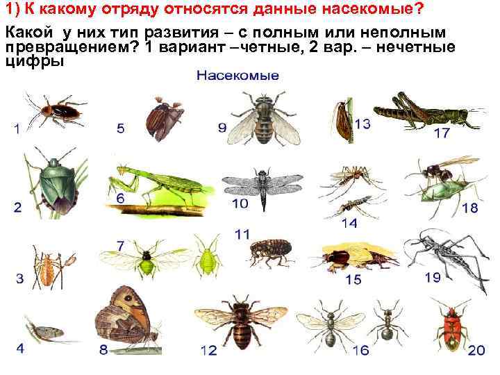 1) К какому отряду относятся данные насекомые? Какой у них тип развития – с