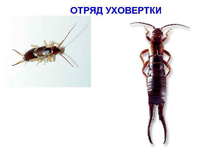 ОТРЯД УХОВЕРТКИ 