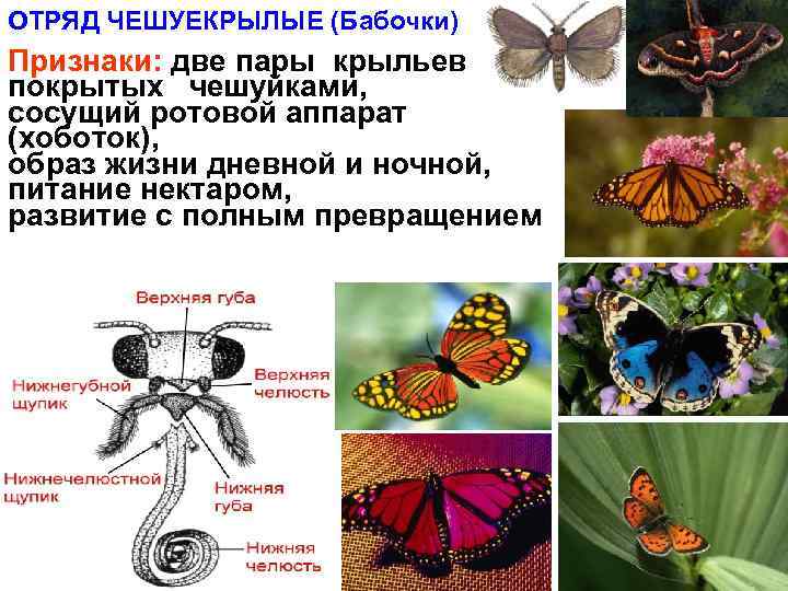 ОТРЯД ЧЕШУЕКРЫЛЫЕ (Бабочки) Признаки: две пары крыльев покрытых чешуйками, сосущий ротовой аппарат (хоботок), образ