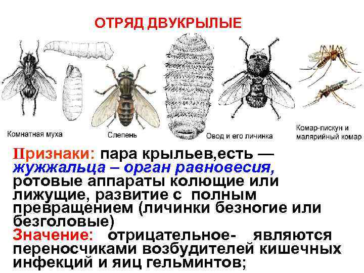 ОТРЯД ДВУКРЫЛЫЕ Признаки: пара крыльев, есть — жужжальца – орган равновесия, ротовые аппараты колющие