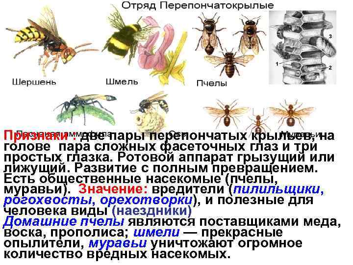 Признаки : две пары перепончатых крыльев, на голове пара сложных фасеточных глаз и три