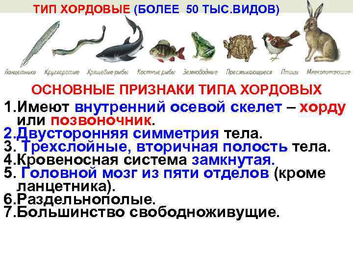 ТИП ХОРДОВЫЕ (БОЛЕЕ 50 ТЫС. ВИДОВ) ОСНОВНЫЕ ПРИЗНАКИ ТИПА ХОРДОВЫХ 1. Имеют внутренний осевой