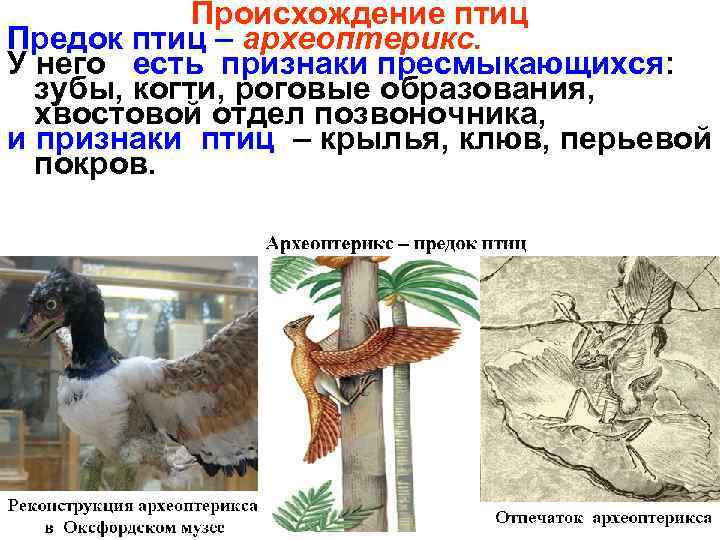 Происхождение птиц Предок птиц – археоптерикс. У него есть признаки пресмыкающихся: зубы, когти, роговые