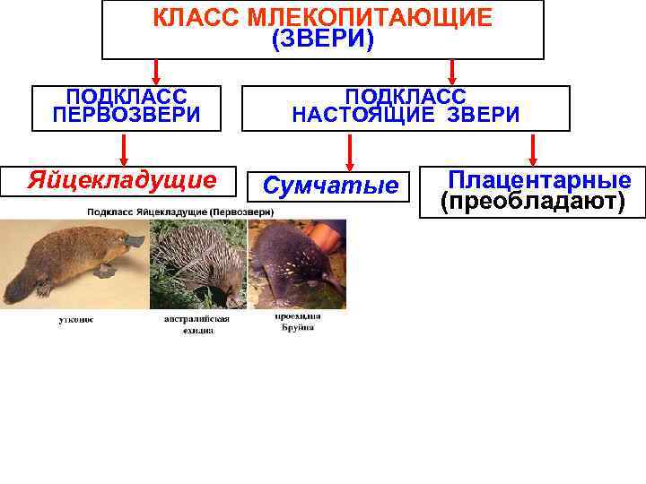 Млекопитающие это класс или тип