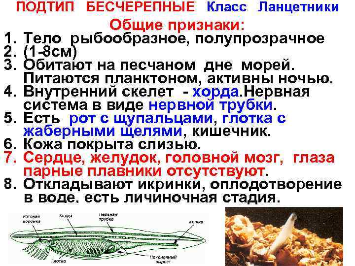ПОДТИП БЕСЧЕРЕПНЫЕ Класс Ланцетники 1. 2. 3. 4. 5. 6. 7. 8. Общие признаки: