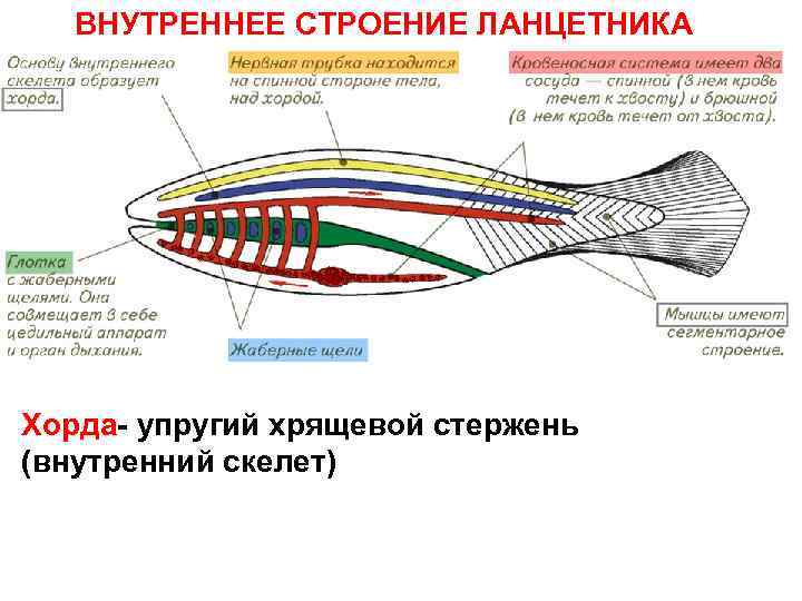 ВНУТРЕННЕЕ СТРОЕНИЕ ЛАНЦЕТНИКА Хорда- упругий хрящевой стержень (внутренний скелет) 