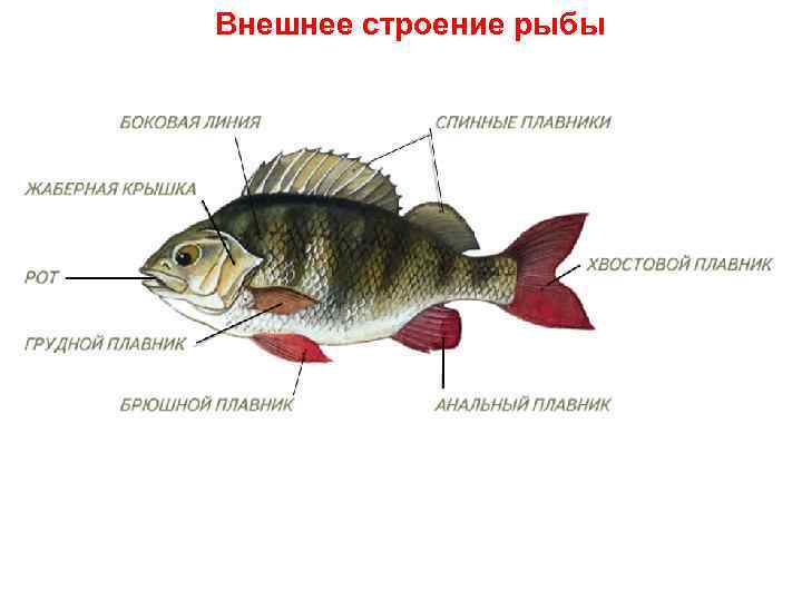 Внешнее строение рыбы 