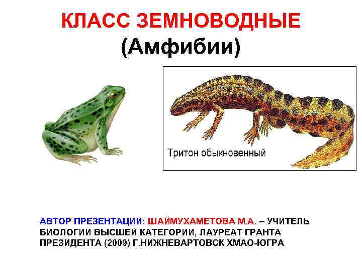 КЛАСС ЗЕМНОВОДНЫЕ (Амфибии) АВТОР ПРЕЗЕНТАЦИИ: ШАЙМУХАМЕТОВА М. А. – УЧИТЕЛЬ БИОЛОГИИ ВЫСШЕЙ КАТЕГОРИИ, ЛАУРЕАТ