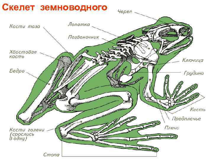 Скелет земноводного 