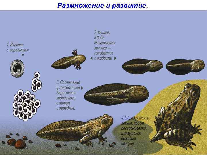 Размножение и развитие. 