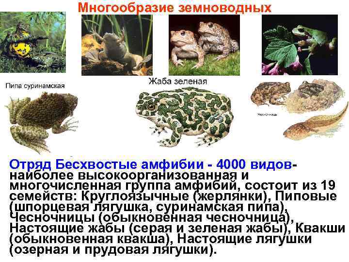 Многообразие земноводных Отряд Бесхвостые амфибии - 4000 видов- наиболее высокоорганизованная и многочисленная группа амфибий,