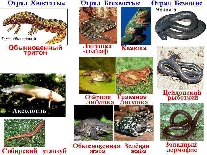 Отряд Хвостатые Обыкновенный тритон Отряд Бесхвостые Лягушка -голиаф Отряд Безногие Квакша Озёрная Травяная лягушка