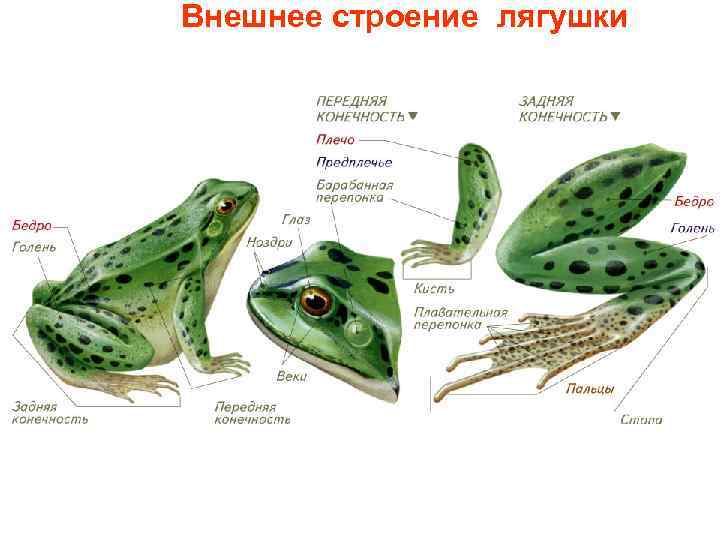 Внешнее строение лягушки 