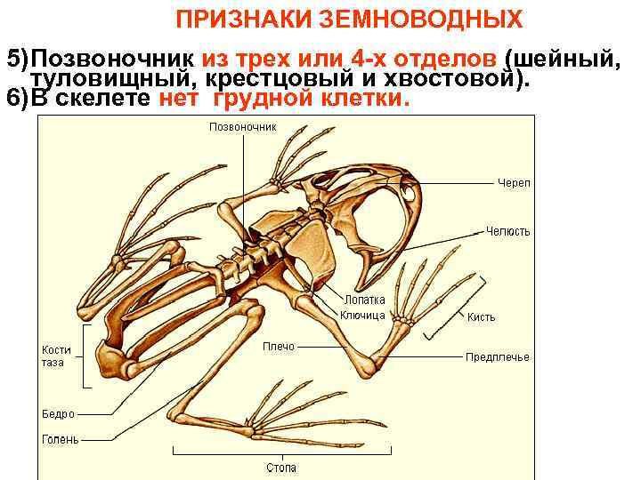  ПРИЗНАКИ ЗЕМНОВОДНЫХ 5) Позвоночник из трех или 4 -х отделов (шейный, туловищный, крестцовый