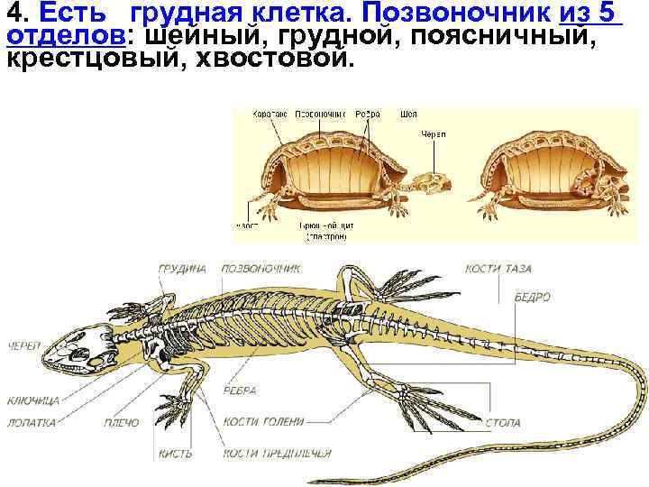 4. Есть грудная клетка. Позвоночник из 5 отделов: шейный, грудной, поясничный, крестцовый, хвостовой. 